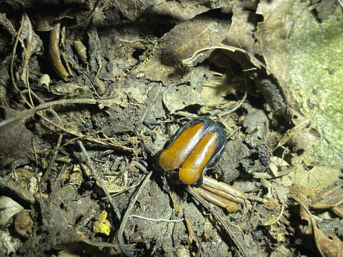 Campsiura mirabilis