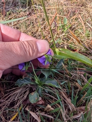 Viola lutea, photograph (c) Denys Vynokurov, some rights reserved (CC BY)
