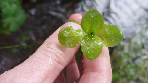 Brooklime
