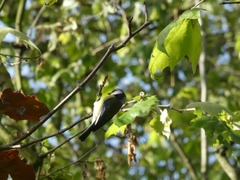 Cyanistes caeruleus