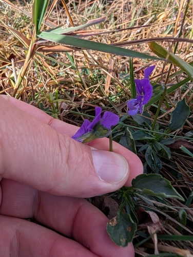 Viola lutea, photograph 6