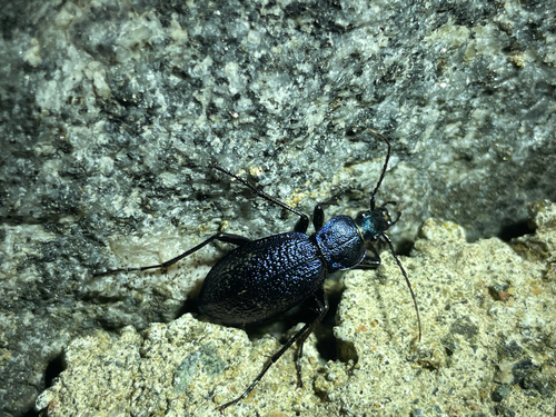 Carabus crassesculptus