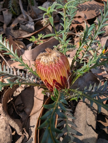 Banksia dallanneyi, photograph 6