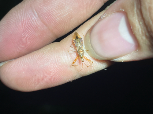 Gorpis brevilineatus