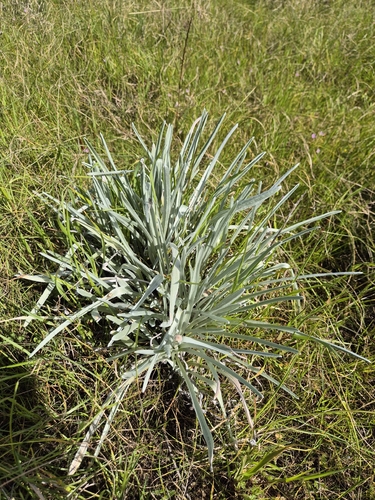 Pycnosorus globosus