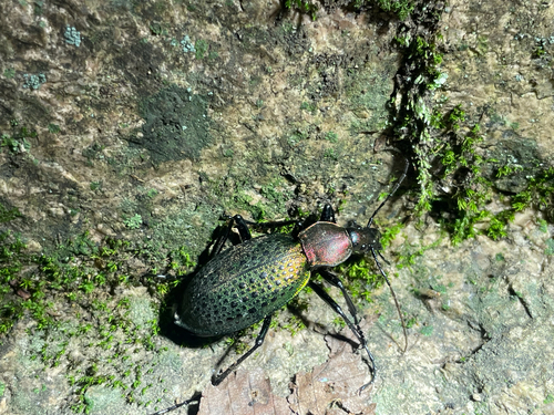 Carabus smaragdinus