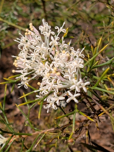 Hakea lissocarpha, photograph 6