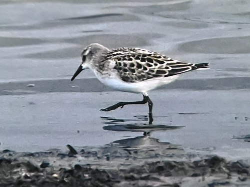 iNaturalist image