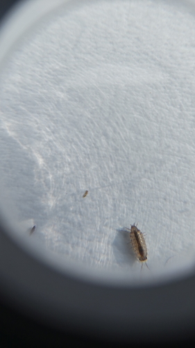 Common Striped Woodlouse