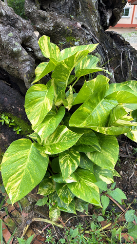 Golden Pothos