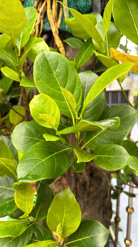 Jackfruit