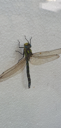 Southern Hawker