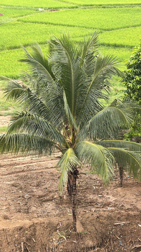 coconut palm