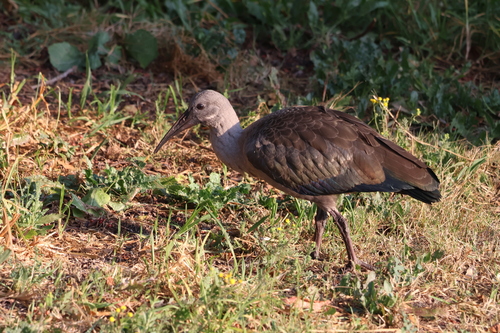 iNaturalist image