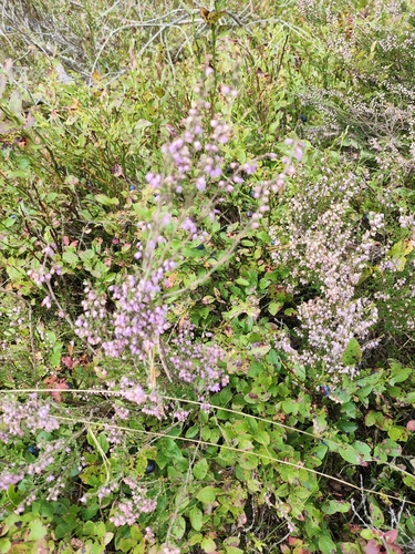 common heather