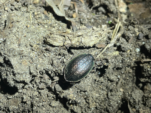 Carabus manifestus