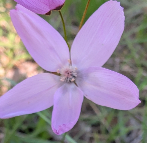 Drosera marchantii
