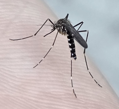 Asian Tiger Mosquito