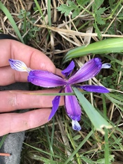 Iris graminea