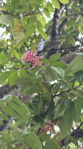 Starfruit