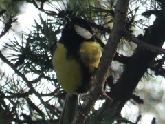 Parus major