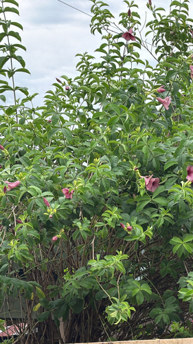 Purple Allamanda