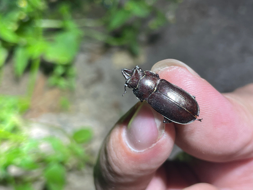 Prismognathus davidis davidis