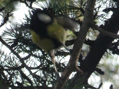 Parus major