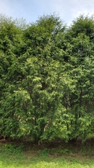 Thuja occidentalis