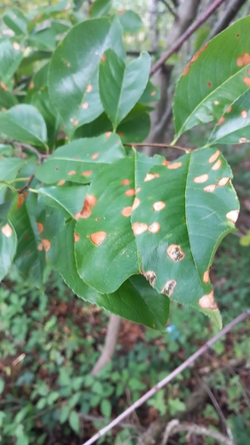 Blumeriella jaapii, 2026-09-09