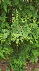 Thuja occidentalis
