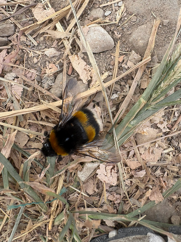Buff-tailed Bumble Bee