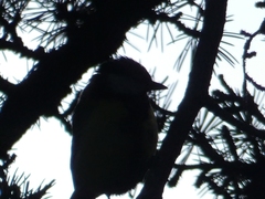 Parus major