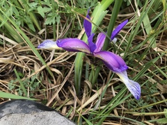 Iris graminea