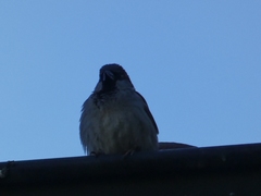 Passer domesticus