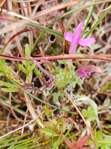 Pedicularis sylvatica, photograph 2