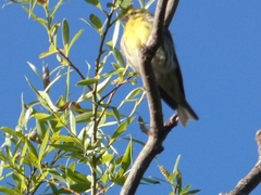 Serinus serinus