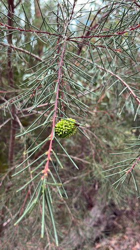 Hakea propinqua, 2026-09-08
