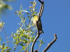 Serinus serinus
