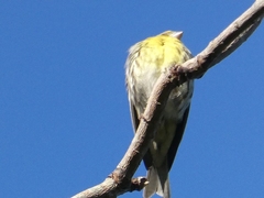 Serinus serinus