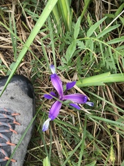 Iris graminea