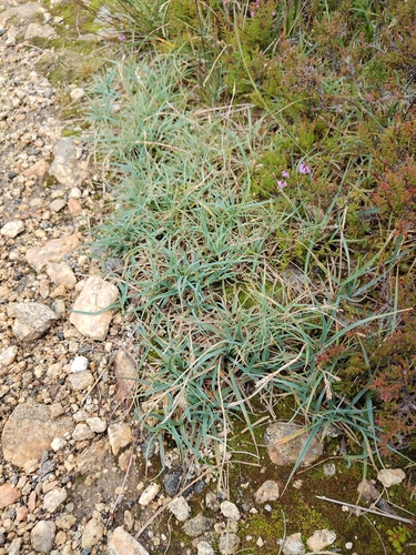 Carex panicea, photograph 5