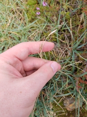 Carex panicea, photograph (c) James Cunningham, some rights reserved (CC BY)