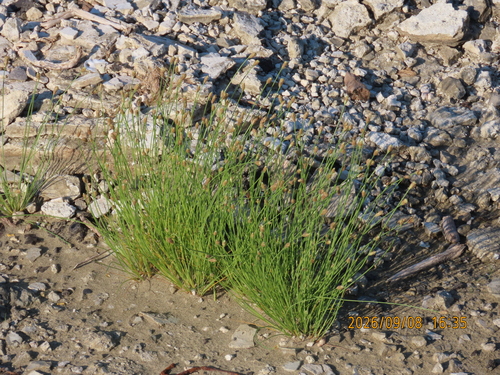 Fimbristylis polytrichoides observed 2026-09-08