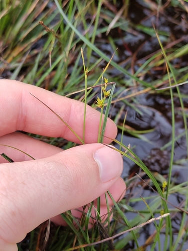 Carex echinata, photograph 4