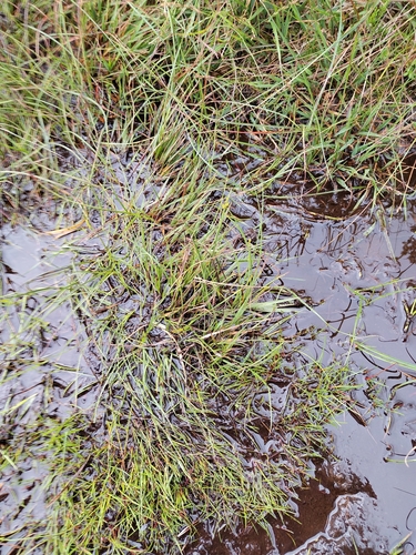 Carex echinata, photograph 5