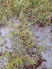 (c) James Cunningham, some rights reserved (CC BY) Carex echinata, photograph (c) James Cunningham, some rights reserved (CC BY)