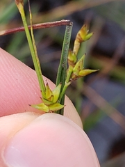 Carex echinata, photograph (c) James Cunningham, some rights reserved (CC BY)