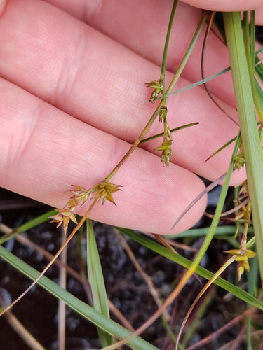 Carex echinata