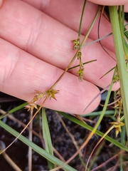 Carex echinata